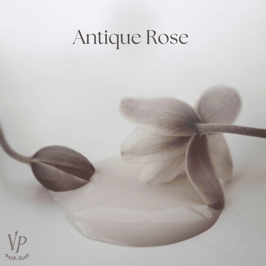 Antique Rose